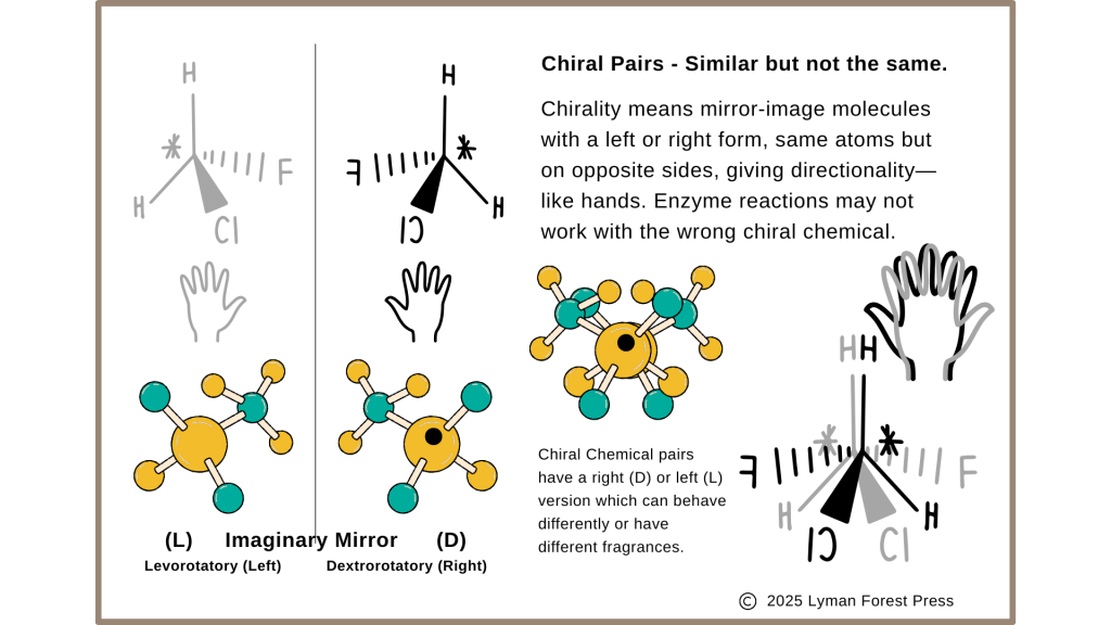 Illustration explaining chiral pairs of molecules, showing the left (L) and right (D) forms with visual representations and descriptions of their mirror image relationship and implications for enzyme reactions.