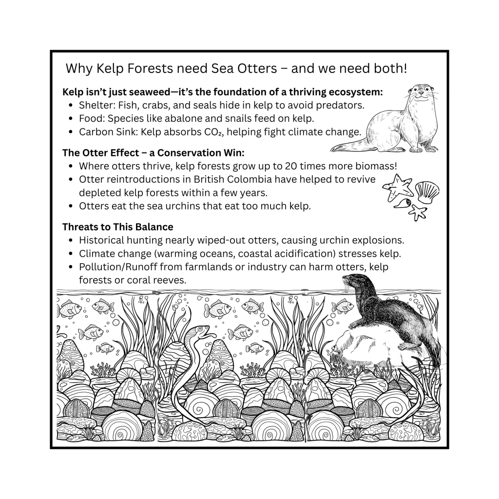 Illustration explaining the importance of kelp forests and sea otters in the ecosystem, highlighting their interdependency and conservation challenges. Includes information on shelter, food sources, carbon absorption, and threats like climate change and pollution.
