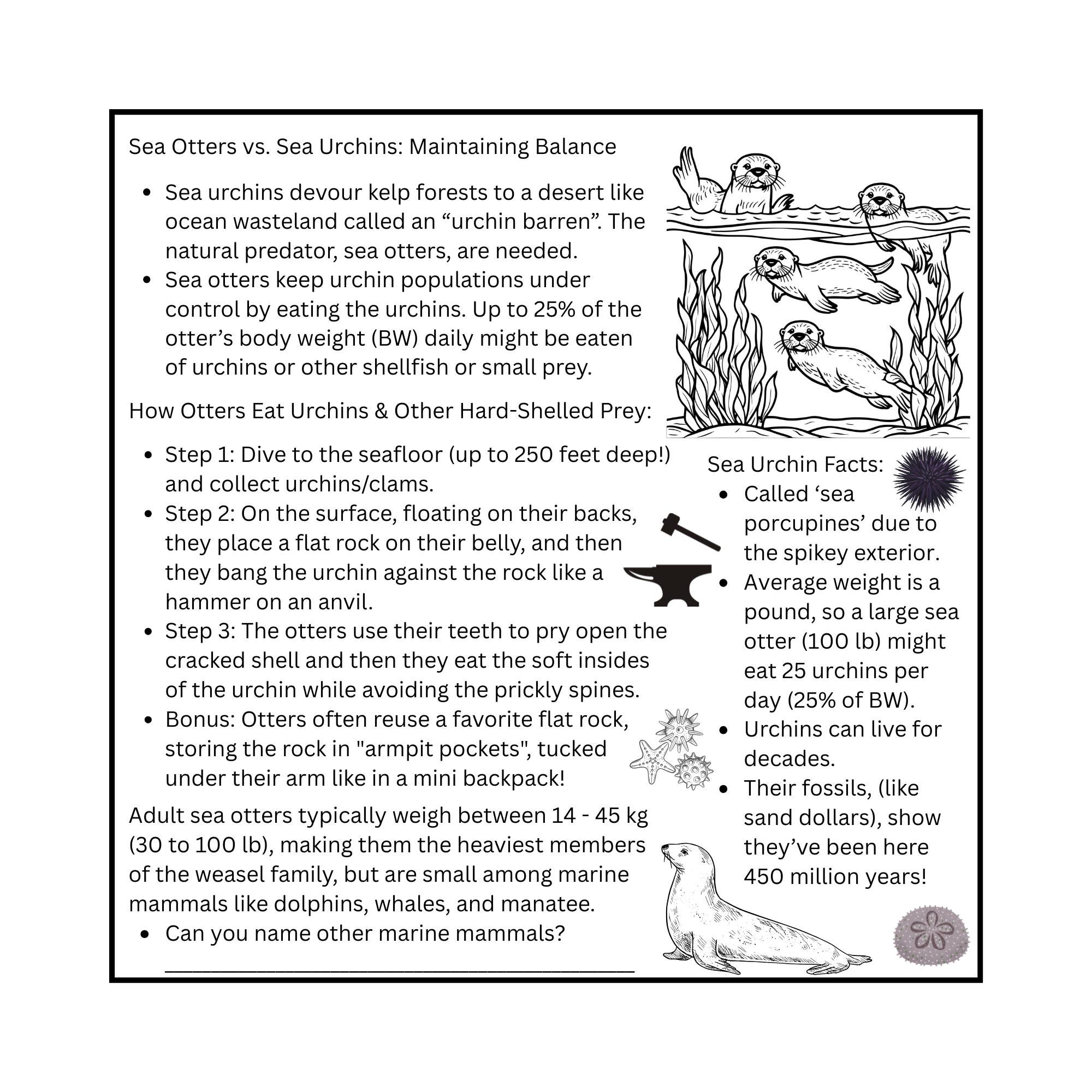 Infographic comparing sea otters and sea urchins, explaining their ecological relationship and balance. Steps describing how otters eat urchins and facts about both species are included.