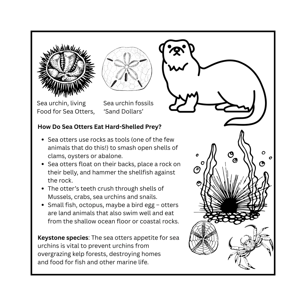 Illustration showing a sea urchin, sea urchin fossils labeled 'Sand Dollars,' and a sea otter. Accompanying text explains how sea otters use tools to eat hard-shelled prey and highlights their role as a keystone species in marine ecosystems.